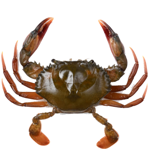 Soft Shell Crab