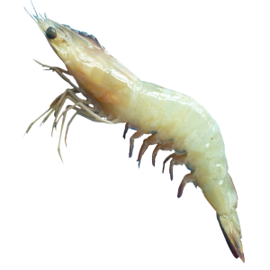 Head-On Shell-On