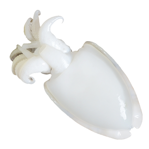 Whole Cleaned Cuttlefish