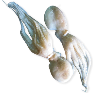 Whole Cleaned Baby Octopus