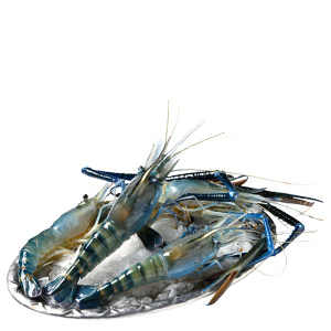 Head-On Shell-On