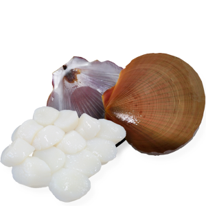 Scallop Meat (Roe-Off)